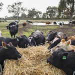 Fonterra defends big pay deal to northern Victoria dairy farmers