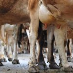 Fonterra offers secret contracts to dairy farmers in northern Victoria