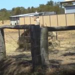 Heated stoush at WA dairy farm highlights tensions between farmers and activists