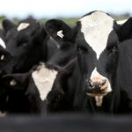 Labor aims to help guarantee dairy farmers