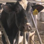 Local farmer reacts to Gov. Hogan helping dairy farmers