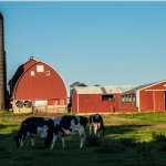 Struggling Wisconsin Dairy Sector Could Shift Votes From Trump in 2020