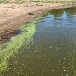 Toxic algal bloom prevention