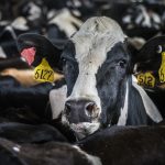 USDA pressed to act quickly on dairy conservation provisions