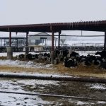 Winter storms kills 1600 dairy cows in region