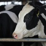 16 MINNESOTA DAIRY BARNS COLLAPSE DUE TO HEAVY SNOWFALL