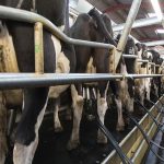 4 ways the best dairy farmers are producing