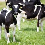 Artificially inducing cows to produce milk has big benefits for farmers and cows