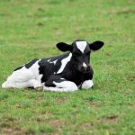 Australian dairy farmers can benefit from your shopping choices