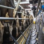 Barbers holds milk price