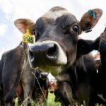 Compensation for Mycoplasma bovis tops