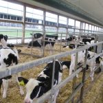 Dairy Farms Continue To Close