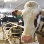 Dairy expert predicts some improvement in price picture