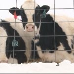 Dairy farmers struggle in harsh winter conditions