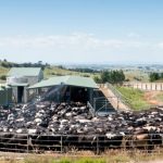 Federated Farmers Malborough president fears industry