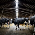 For Minnesotas dairy farmers a season of collapsed roofs and wasted milk 1