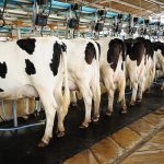 Global prices for dairy products go up by 1.9 percent