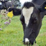 Hot weather affecting South Island dairy farms