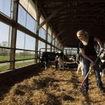 Inside The Life Of A Millennial Dairy Farmer