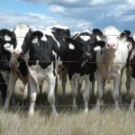 Johnes initiative pays off for dairy producers