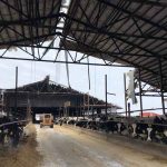 Minnesota dairy farmers prep for snowstorm after barn roof collapses