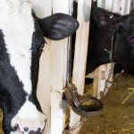 Minnesota dairy farmers seek conservation payments