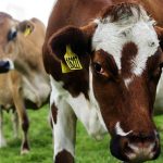 New state of the art dairy training farm at Circular Head