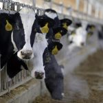 Report Highlights Continued Financial Stress For Wisconsin Dairy Farmers