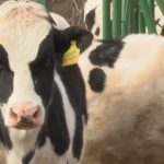 Small family farm shares concerns of dairy industry