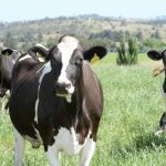 The milk market has failed our dairy industry