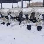 Washington Blizzard Killed 1850 Cows Yakima Farmers Reeling