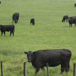 Washington beef groups back brand bill but dairy industry says