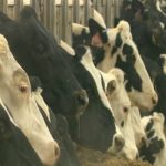 Wisconsin dairy farmers lean on creativity innovation