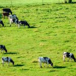 Wisconsin dairy farms struggle with low prices rising costs