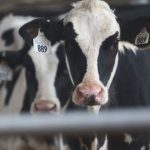 2019 could be year of recovery for dairy industry