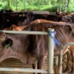 Australian Labor Party Promises to Protect Dairy Cattle