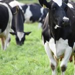 Call for a new Federal Dairy Commissioner