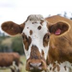 Dairy Connect calls for dairy commissioner and supporting agency