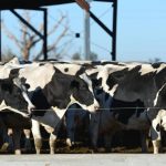 Dairy Industry calls on farmers processors to shape Australian Dairy Plan