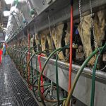 Dairy Outlook Supply Slows Demand Improves