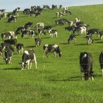 Dairy cow numbers