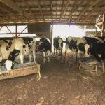 Dairy farmer breaks down what is really going on in the industry