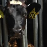 Dairy farmer safety net program now expected in June