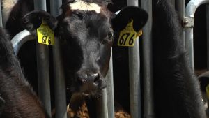 Dairy farmer safety net program now expected in June