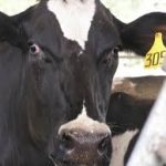 Dairy farmers hit hard with lower prices