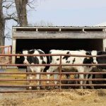 Dairy farmers hold fast in extreme weather