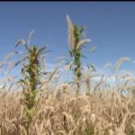 Dairy farmers weigh growing hemp as market struggles continue