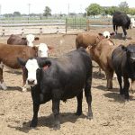 Dairy group cries foul over new California Cattle Council