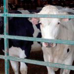 Dairy insurance program on the way but farmers are critical