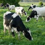 Dairy leaders defend sector